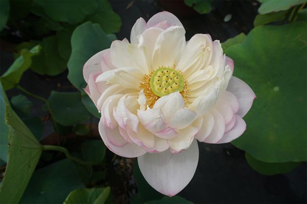 荷花3
