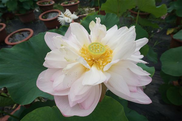 荷花3