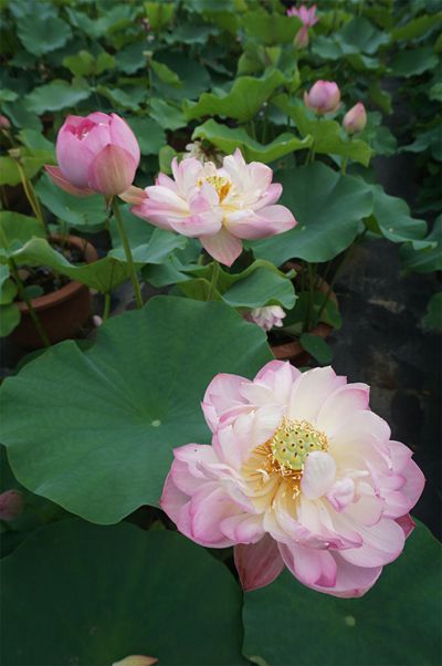 荷花3