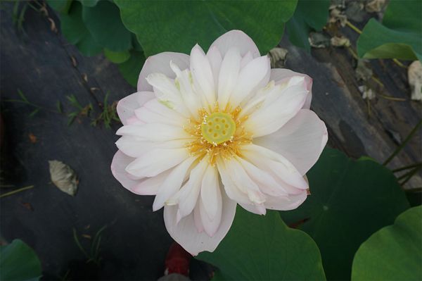 荷花3
