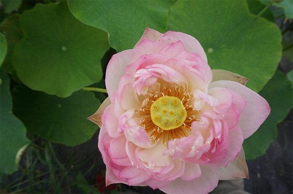 荷花3
