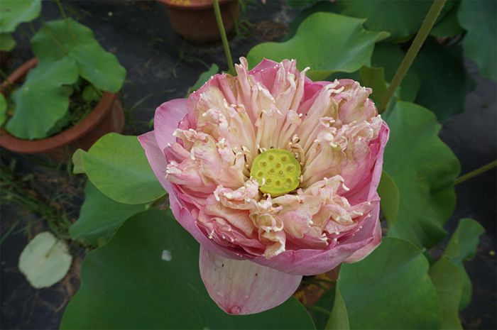 荷花4