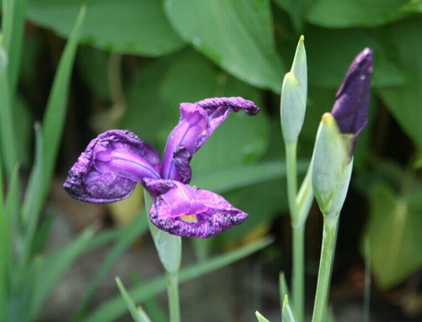 花菖蒲系列一