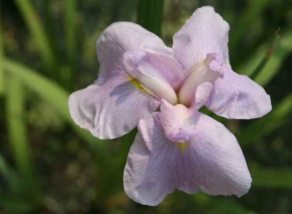 花菖蒲系列一