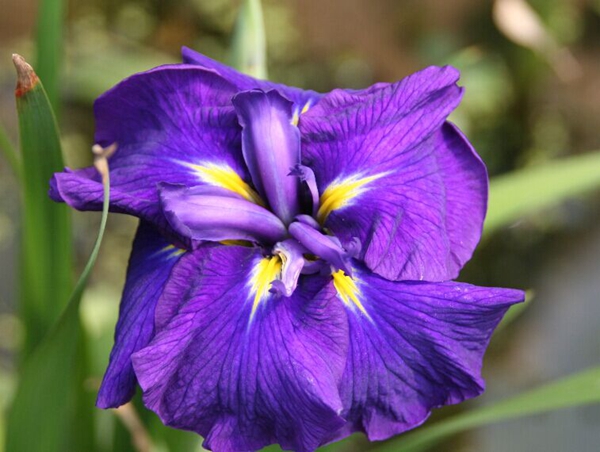 花菖蒲系列一