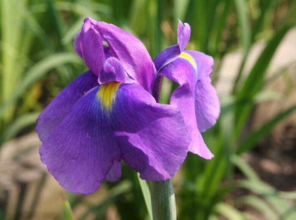 花菖蒲系列一