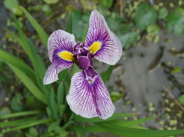 花菖蒲系列一