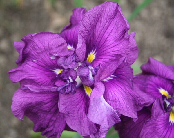 花菖蒲系列一