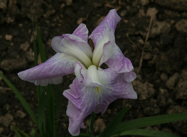 花菖蒲系列一