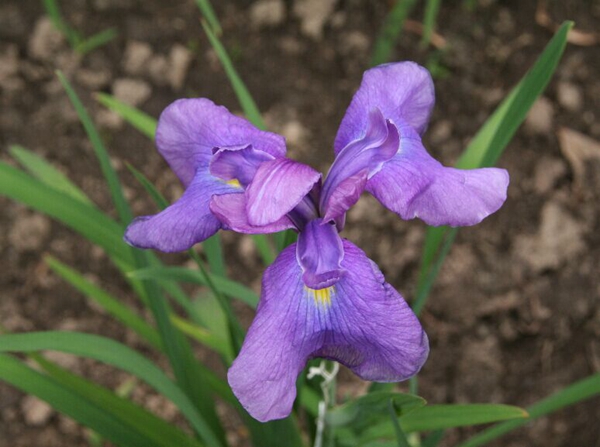 花菖蒲系列一