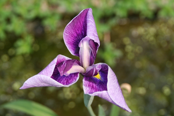 花菖蒲系列二