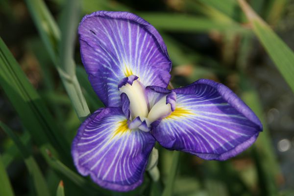 花菖蒲系列二