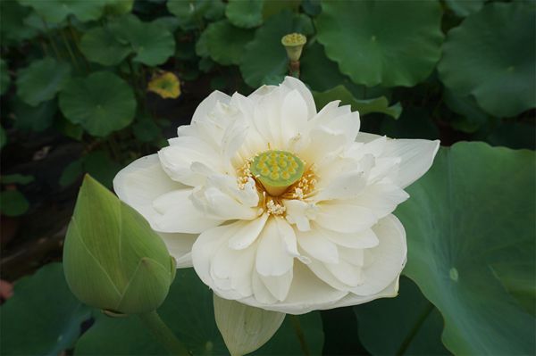荷花1