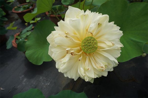 荷花1