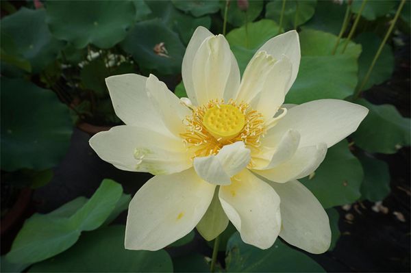 荷花1