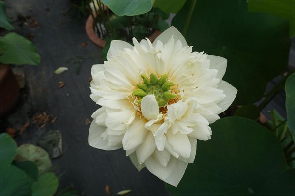 荷花1