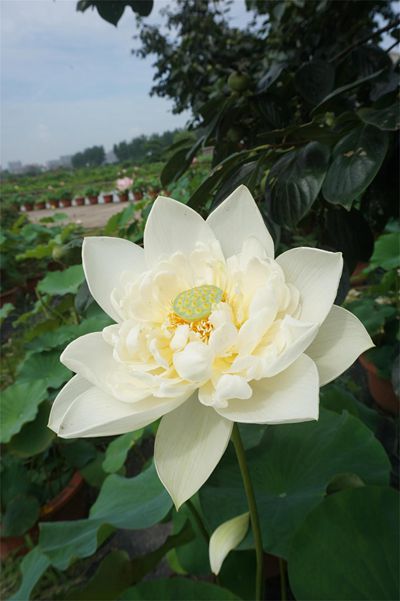 荷花1