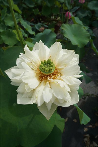 荷花1