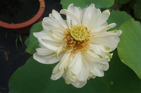 荷花1