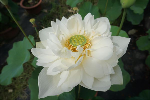 荷花1