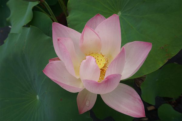 荷花2