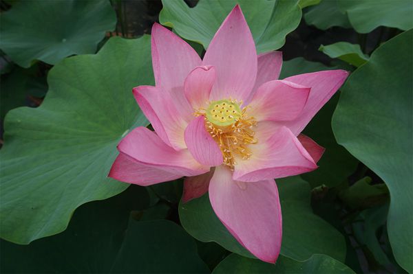 荷花2