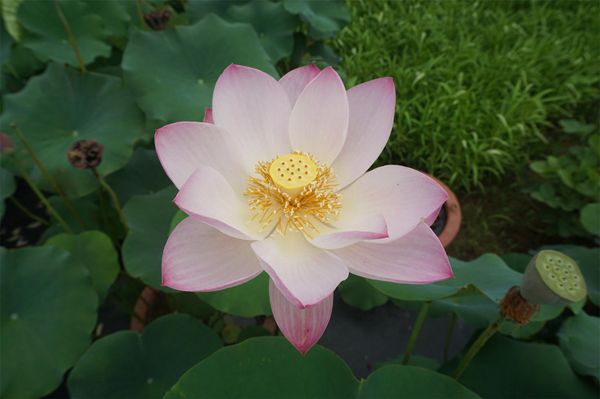 荷花2