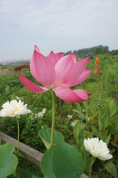荷花2