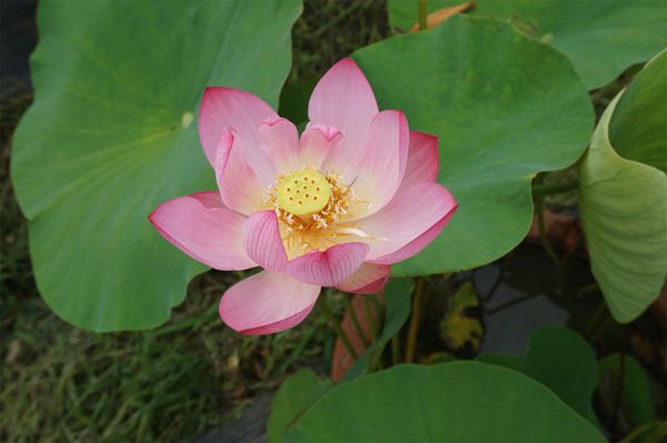 荷花2