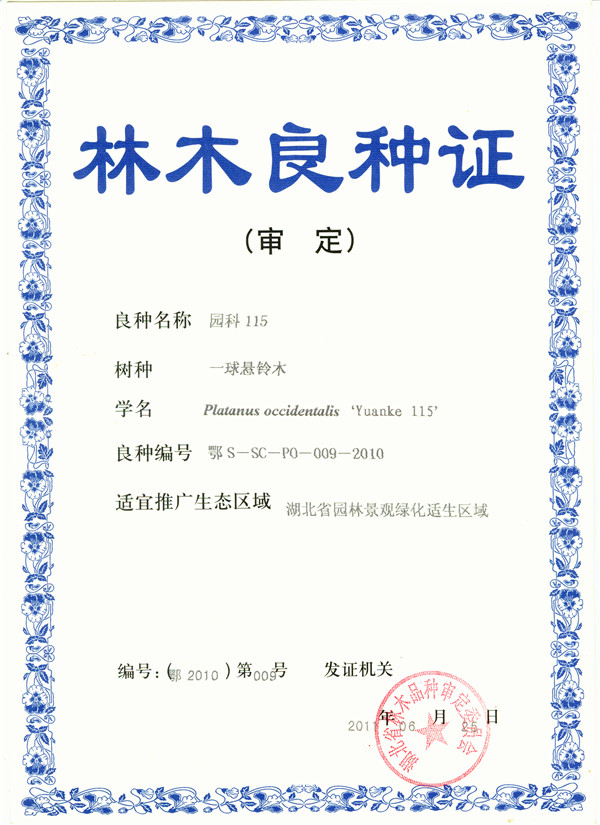 悬铃木良种证