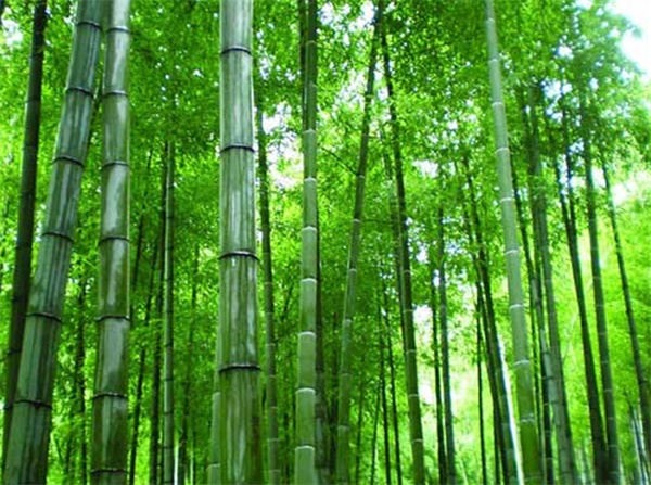 古典园林中常见的植物(上)