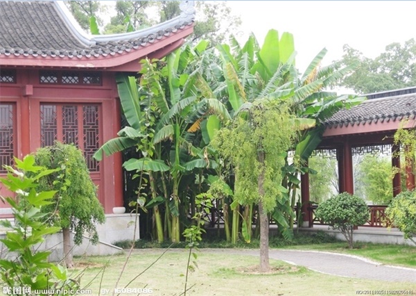 古典园林中常见的植物(上)