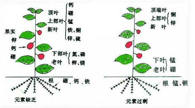 植物营养缺乏时的表现