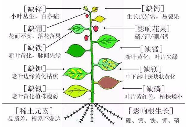 植物营养缺乏时的表现