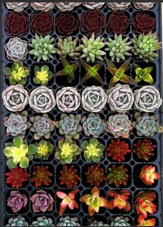 无法抗拒的“萌”―多肉植物养护系列（一）