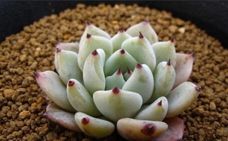 无法抗拒的“萌”―多肉植物养护系列（一）