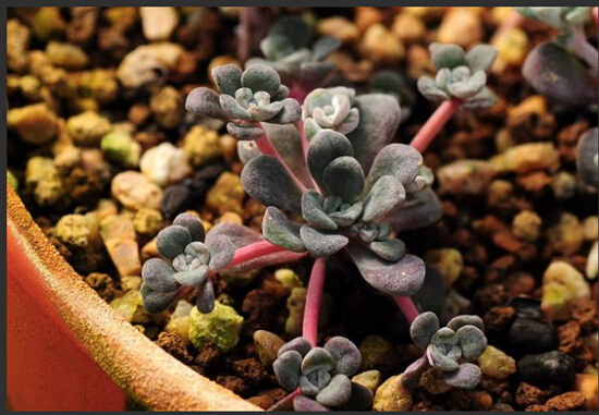 无法抗拒的“萌”―多肉植物养护系列（二）