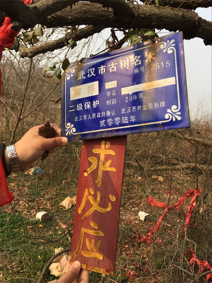 我所为新洲区古树保护提供技术咨询
