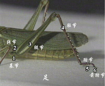 昆虫足的基本构成