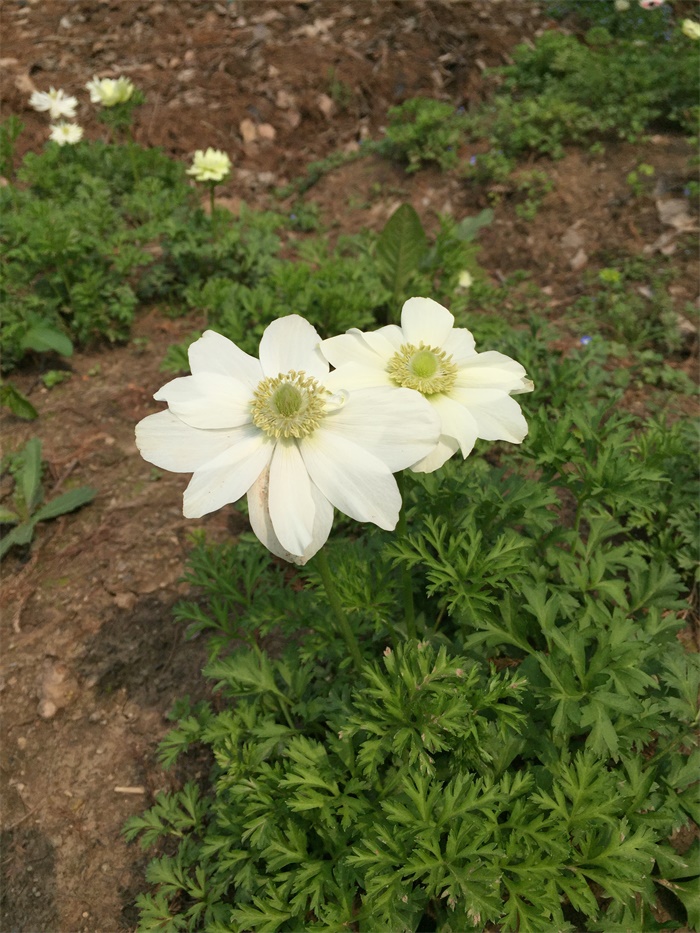 欧洲银莲花