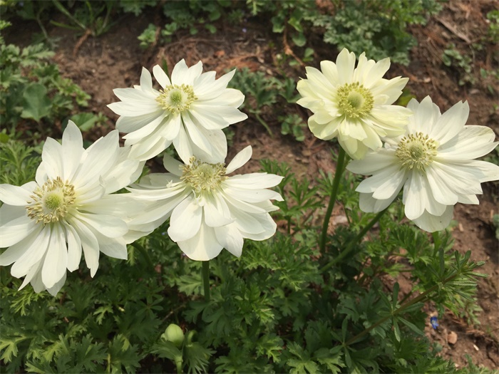 欧洲银莲花