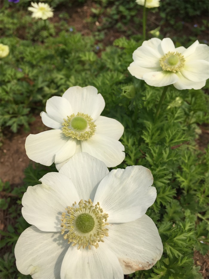 欧洲银莲花