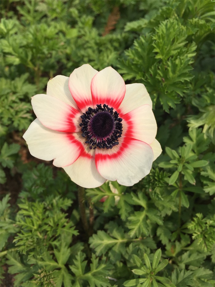 欧洲银莲花
