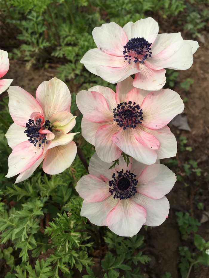 欧洲银莲花