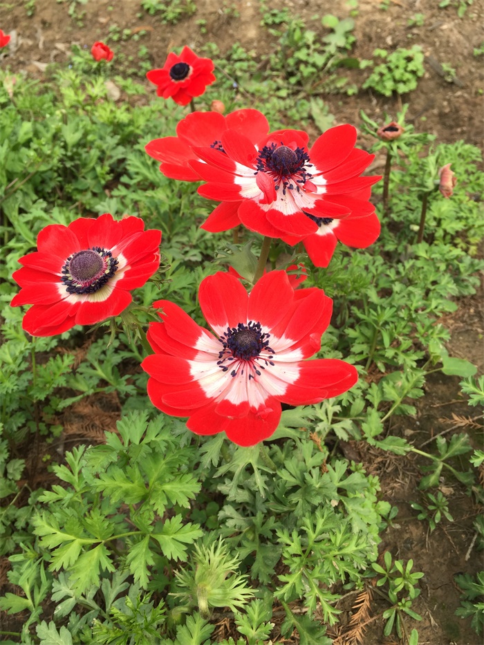 欧洲银莲花