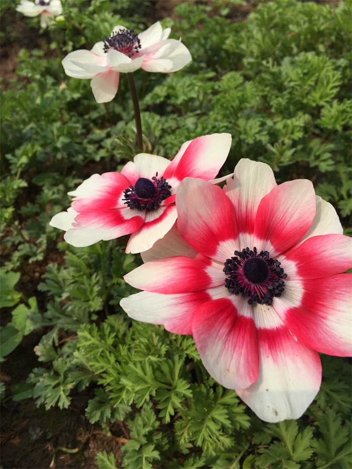 欧洲银莲花