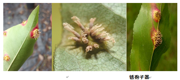 植物叶面为何长黄毛？