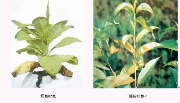 营养元素的生理功能与缺素症状：N