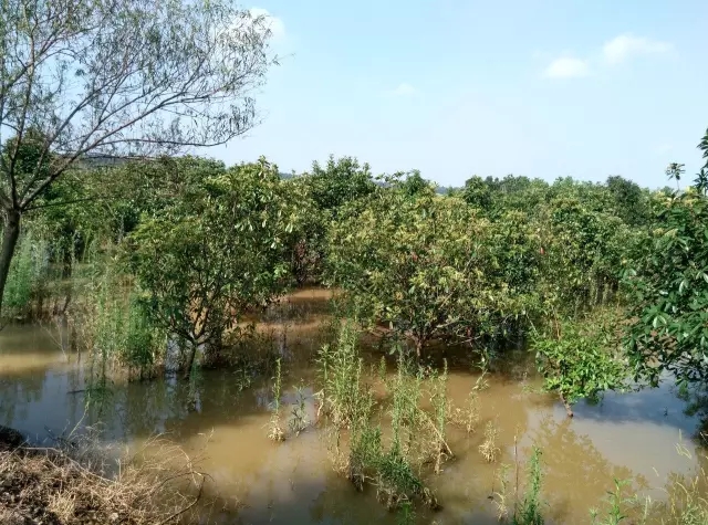 众志成城，鏖战洪灾，市园林科学研究所打响中试基地抗洪救灾保卫战！