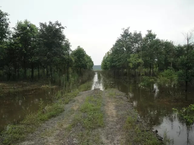 众志成城，鏖战洪灾，市园林科学研究所打响中试基地抗洪救灾保卫战！